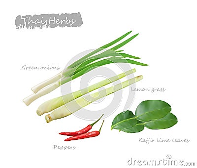 Thai herbs Vector Illustration