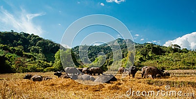 Thai Buffalo with herd Stock Photo