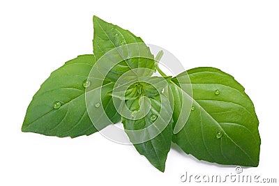 Thai holy basil Ocimum sanctum, top view, paths Stock Photo