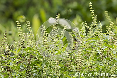 Thai Holy Basil vegetable herb Stock Photo