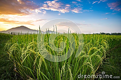 Thai jasmine rice paddy fields Stock Photo