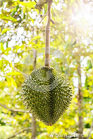 Thai King fruit Stock Photo