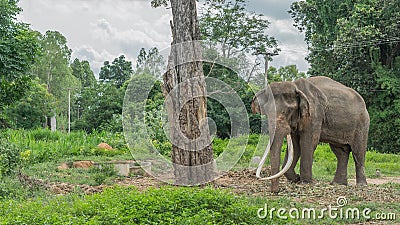 Thai Long elephant tusks Stock Photo