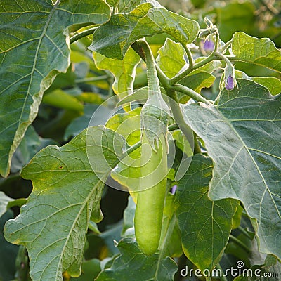 Thai long green eggplant Stock Photo