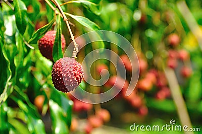 Thai lychee in the garden. Stock Photo