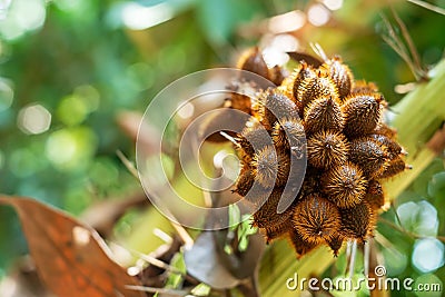 Thai lychee from tree on blurred bokeh nature Stock Photo