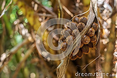 Thai lychee from tree on blurred nature Stock Photo