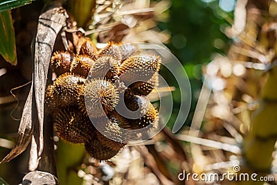 Thai lychee from tree on blurred nature Stock Photo