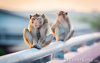 Thai Monkey portrait,Monkey sitting on the bridge rail Stock Photo