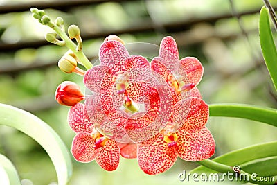 Thai Orange Orchid Stock Photo