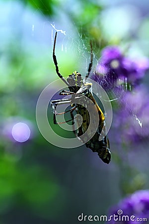 A Thai Orb Weaver Spider with a butterfly snack Stock Photo