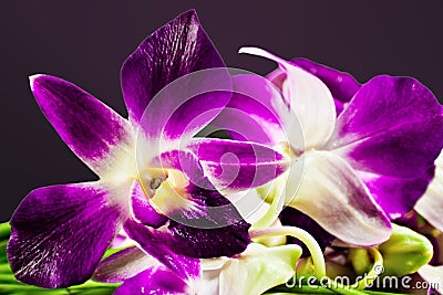 Thai orchid Stock Photo