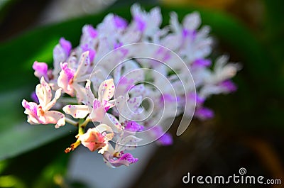 Thai orchid Stock Photo