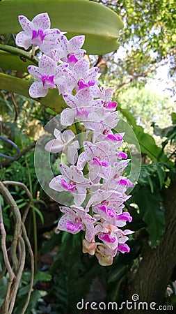 Thai orchid Stock Photo