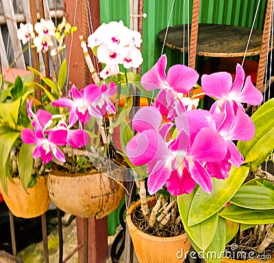 Thai Orcid Splendour Stock Photo