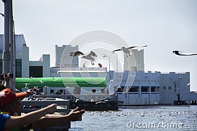 Thai people and foreign travelers travel visit and look and feeding food to gull regular seasonal migration of seagulls birds at Editorial Stock Photo