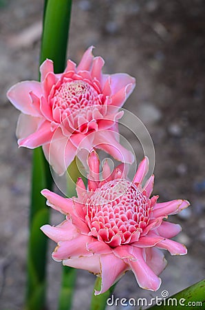 Thai Pink flower blossom in the garden. Stock Photo