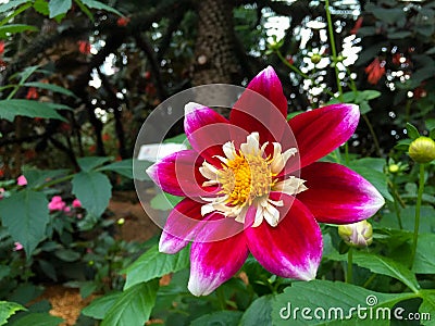 Thai pink flowers Stock Photo