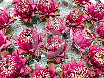 Thai pink lotus flower Stock Photo