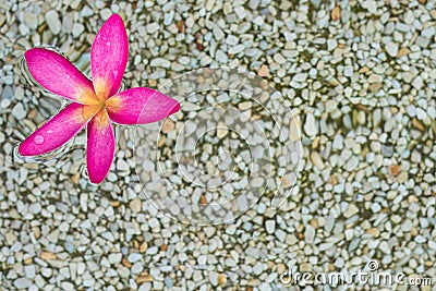 Thai pink plumeria flowers with sand and waterbackground Stock Photo