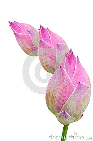 Thai Pink sweet water lily on white, Isolate. Stock Photo