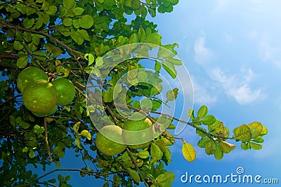 Thai Pomelo is on the tree , fruit a large spherical shape Stock Photo