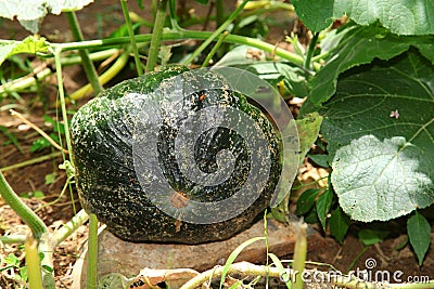 Thai pumpkin plants on the field. Stock Photo