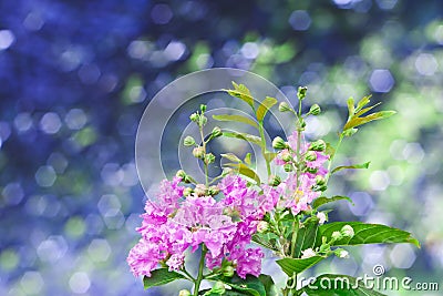 Thai purple flower Stock Photo
