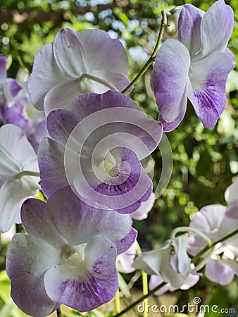 Thai Purple Orchid Stock Photo