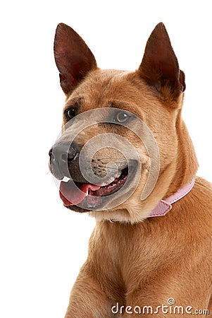 Thai Ridgeback Dog Stock Photo