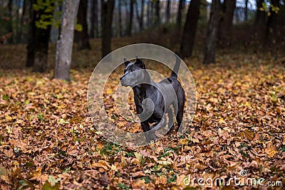 Thai Ridgeback Dog and Autumn Leaves Background Stock Photo