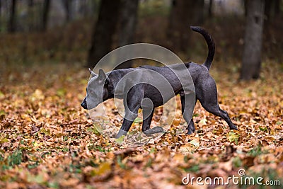 Thai Ridgeback Dog is Playing on the Autumn Leaves Ground. Stock Photo