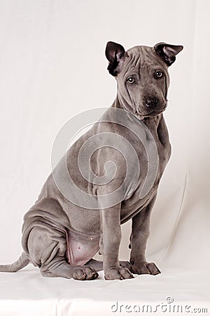 Thai Ridgeback dog - Roxy Stock Photo