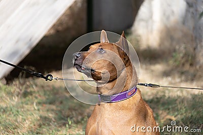 Thai Ridgeback Puppy. Red Thai Ridge Dog - ancient local dog of Thailand, short -haired, triangular ears of medium size. Black tip Stock Photo