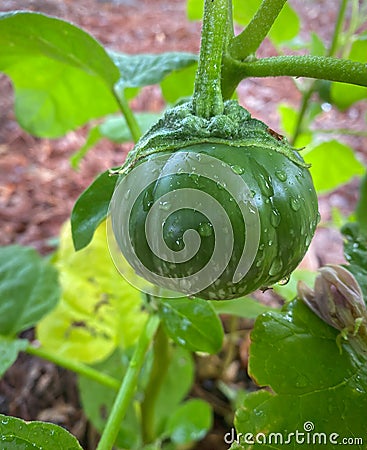 Thai round green eggplant. Closeup. Stock Photo