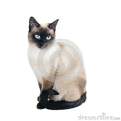 Thai or siamese cat Stock Photo