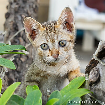 Thai small kitten Stock Photo