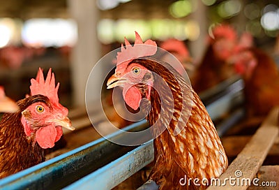 Thai stlye commercial layer farm Stock Photo