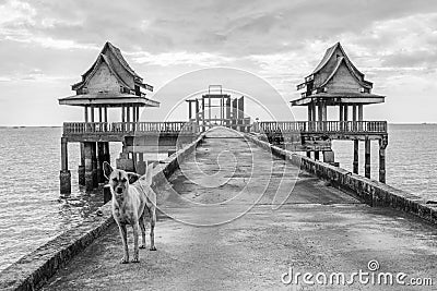 Thai street dogs at a pier leading to an unfinished temple Stock Photo