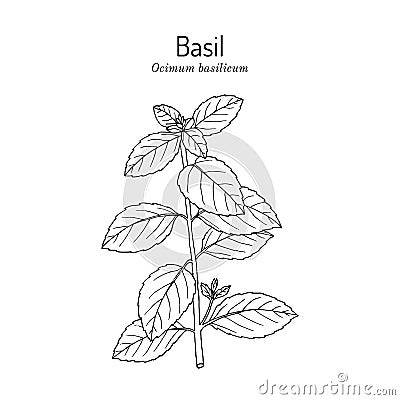 Thai or sweet basil, Ocimum basilicum, culinary, medicinal and aromatic herb. Vector Illustration