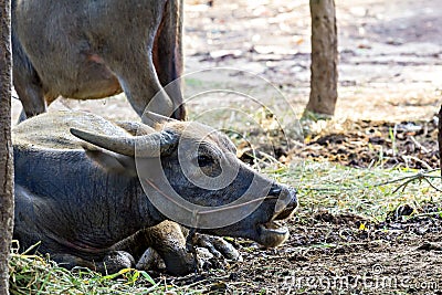 Thai water buffalo Stock Photo
