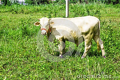 Thai white cow on grass field and looking this way. Many useful animals Stock Photo