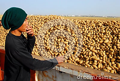 Thai worker pick up potatoes Editorial Stock Photo