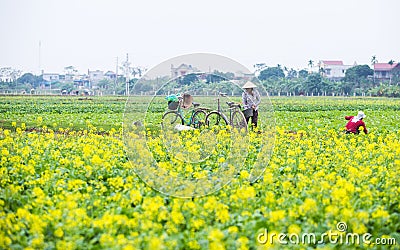 THAIBINH, VIETNAM - Dec 01, 2017 : Farmers working on a yellow flower field improvements. Thai Binh is a coastal province in the Editorial Stock Photo