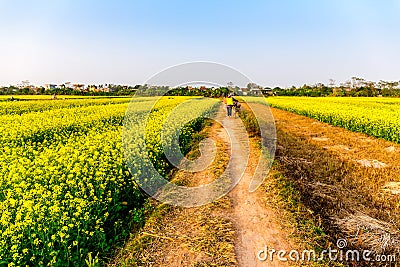 THAIBINH, VIETNAM - DECEMBER 31, 2014 - Local inhabitants gathering beans on tidal fields. Editorial Stock Photo