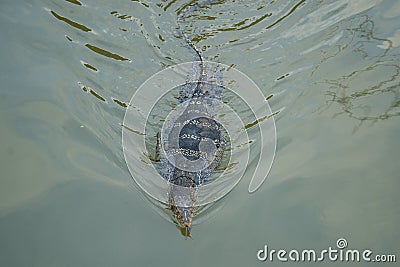 THAILAND AMPHAWA MAE KLONG RIVER IGUANA Stock Photo