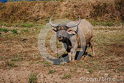 Thailand buffalo eating grass with birds,countryside Thailand Stock Photo