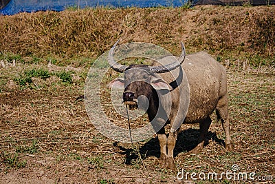 Thailand buffalo eating grass with birds,countryside Thailand Stock Photo