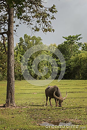 Thailand buffalo in green field countryside Stock Photo
