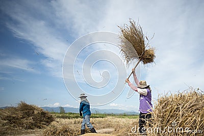 THAILAND CHIANG RAI AGRICULTURE RICEFIELD EARNING Editorial Stock Photo